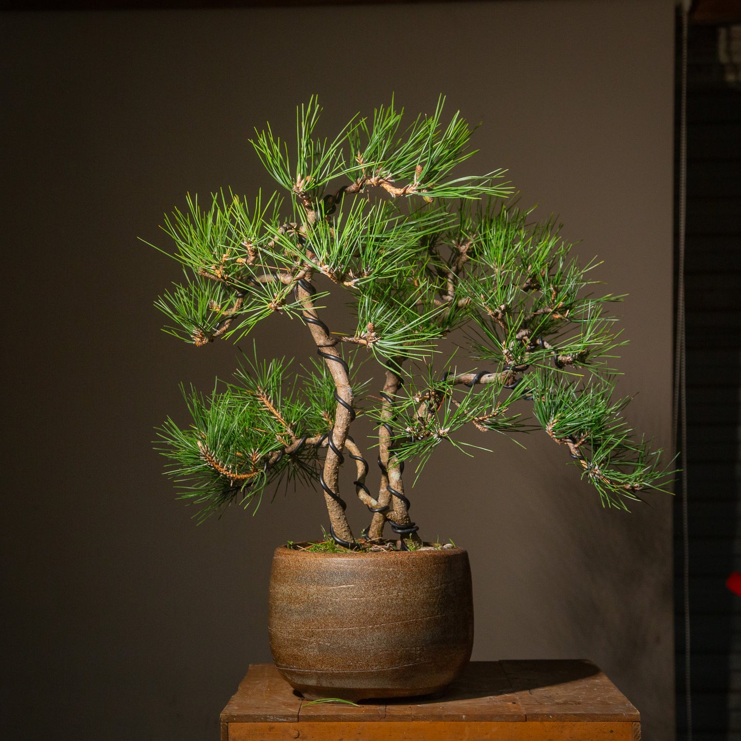 Japanese Black Pine Clump (LP008)