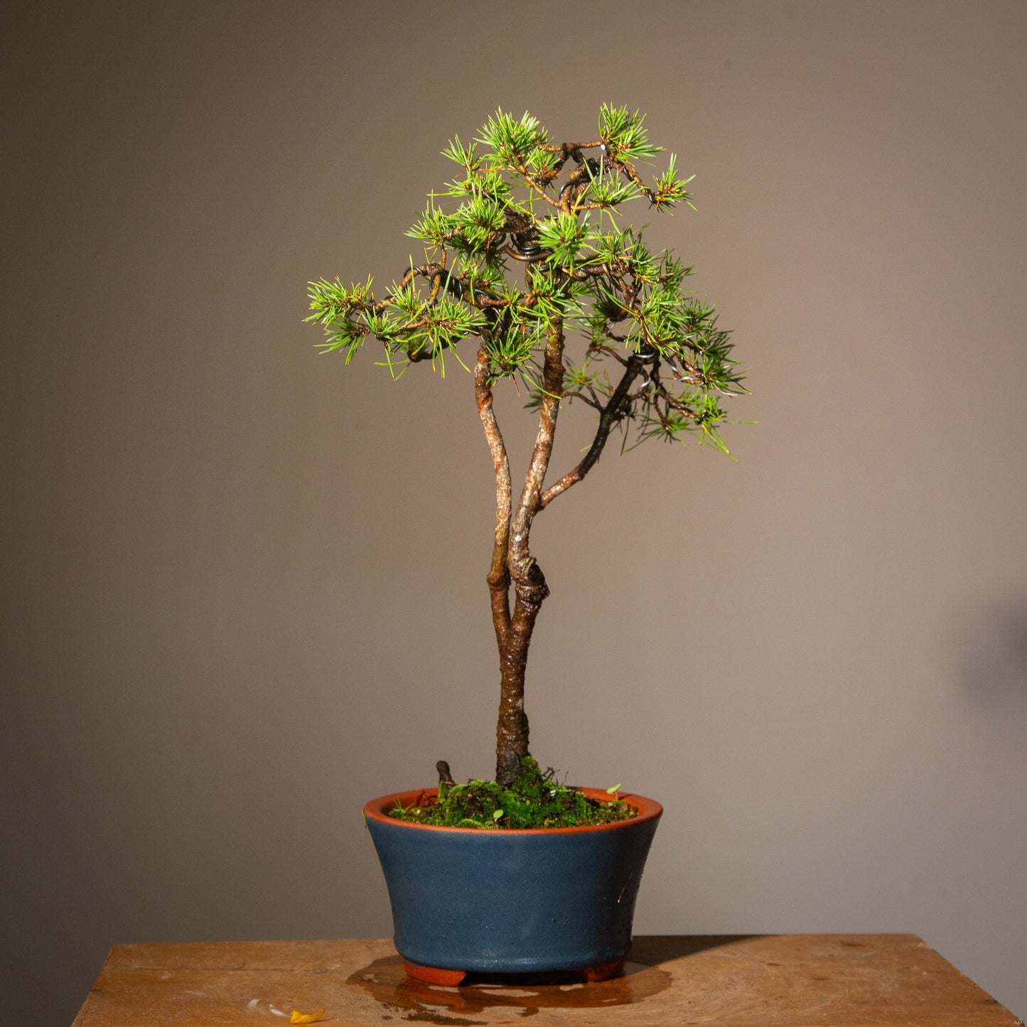 Scots Pine Triple Trunk Bonsai (SP006)