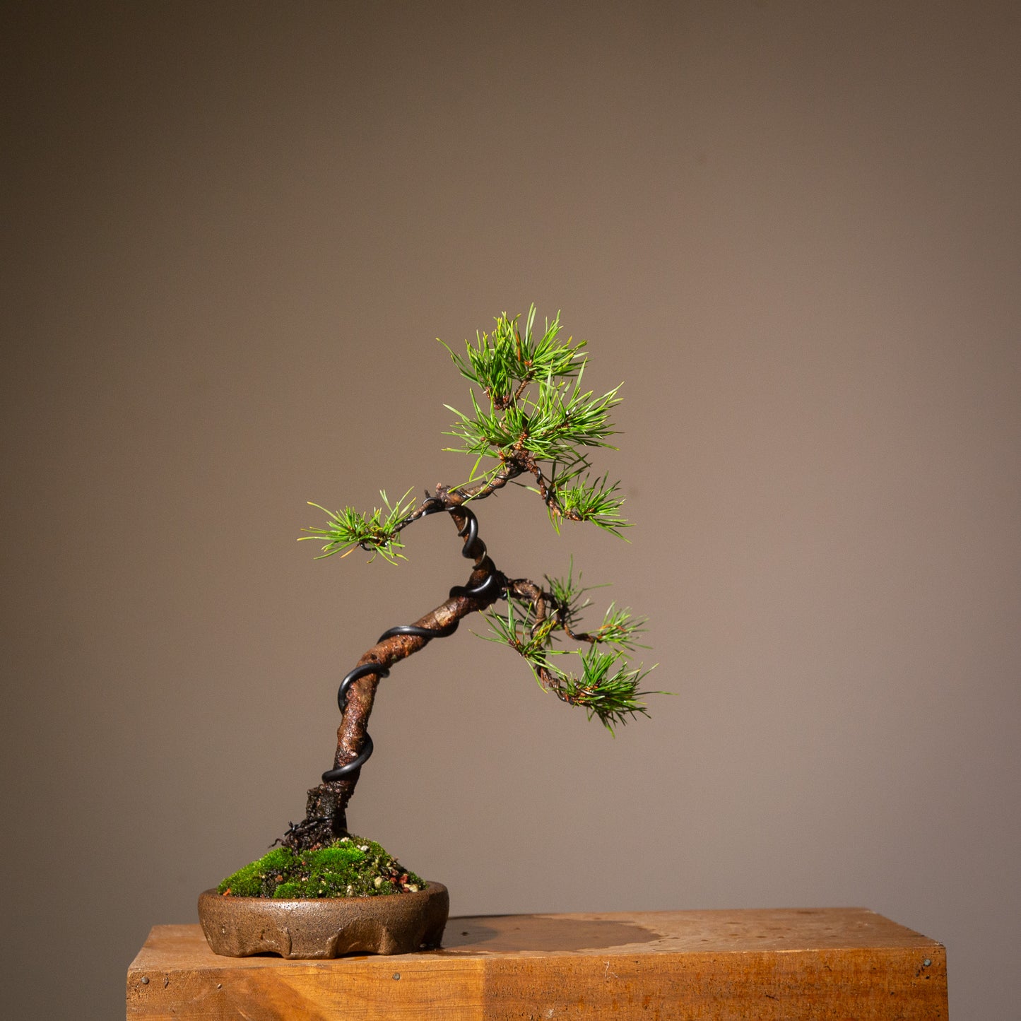 Scots Pine in New Zealand made Ceramic SP007)