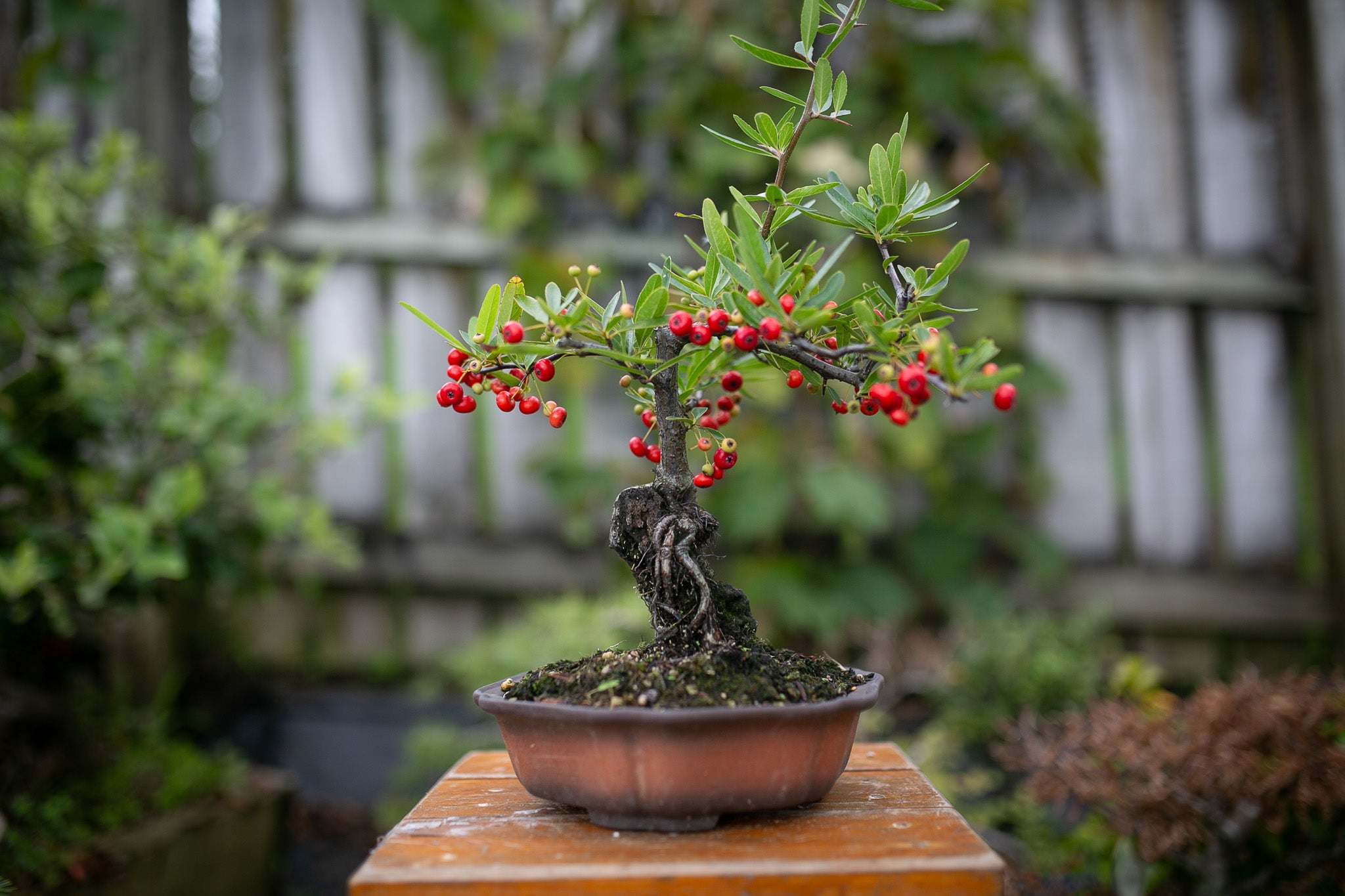 Root over Rock Pyracantha Bonsai (PB006) – Ecotone Bonsai