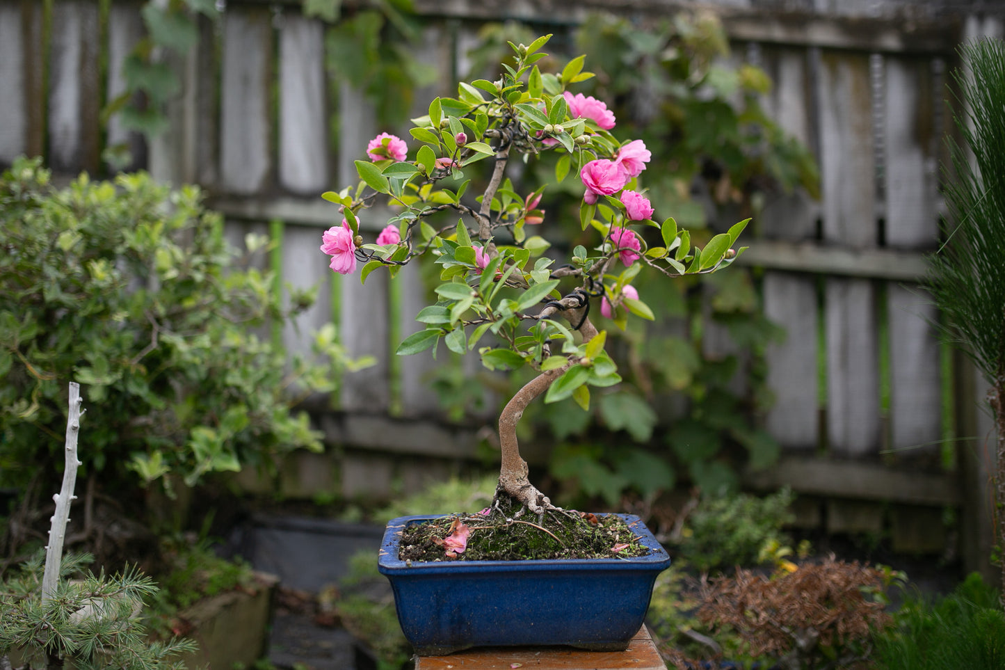 Large Flowering Camellia (CA004)