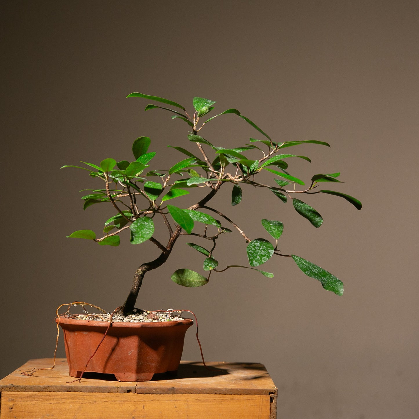 Ficus Natalensis Indoor Bonsai (FI016)