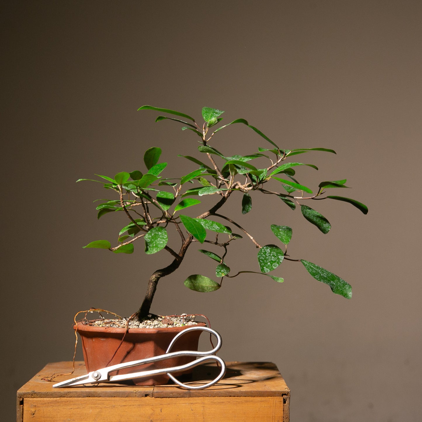 Ficus Natalensis Indoor Bonsai (FI016)