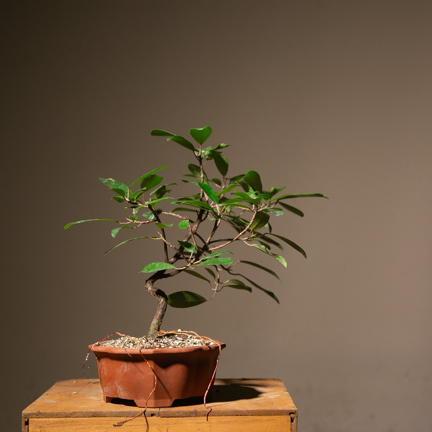 Ficus Natalensis Indoor Bonsai (FI016)