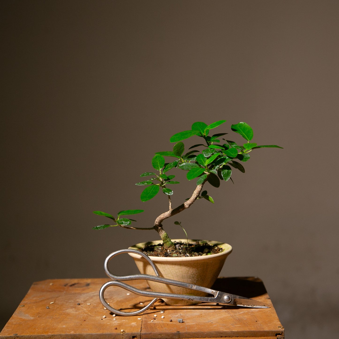 Small Ficus Natalensis Indoor Bonsai (FI013)