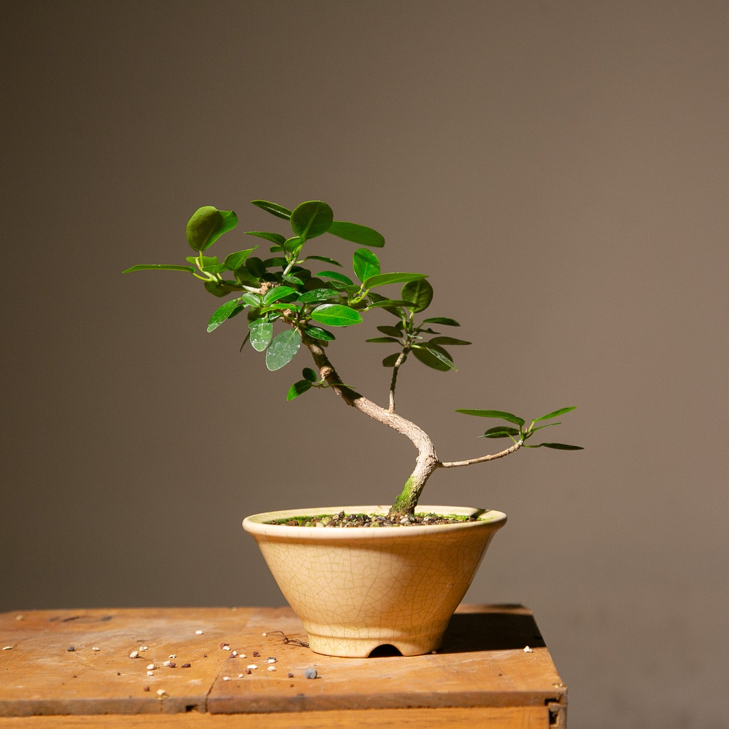Small Ficus Natalensis Indoor Bonsai (FI013)