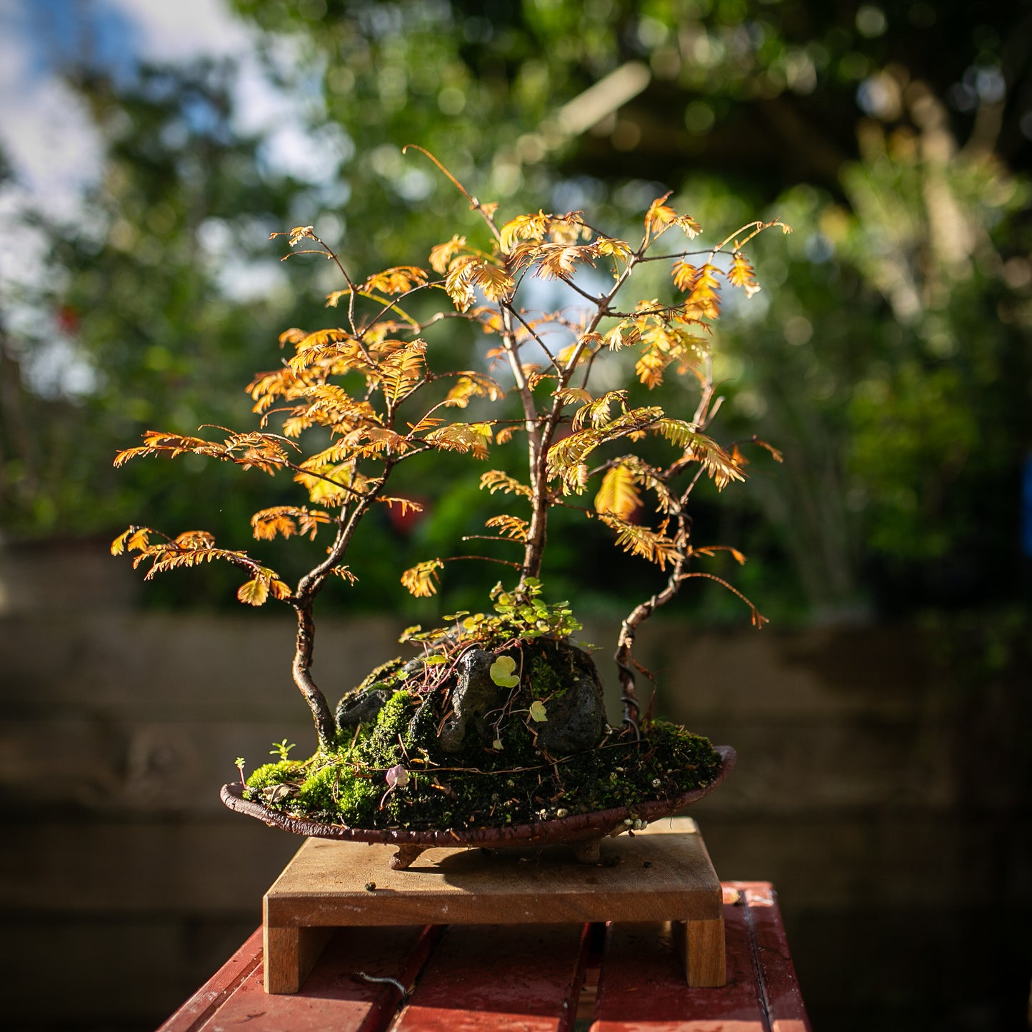 Elegant Dawn Redwood Clump