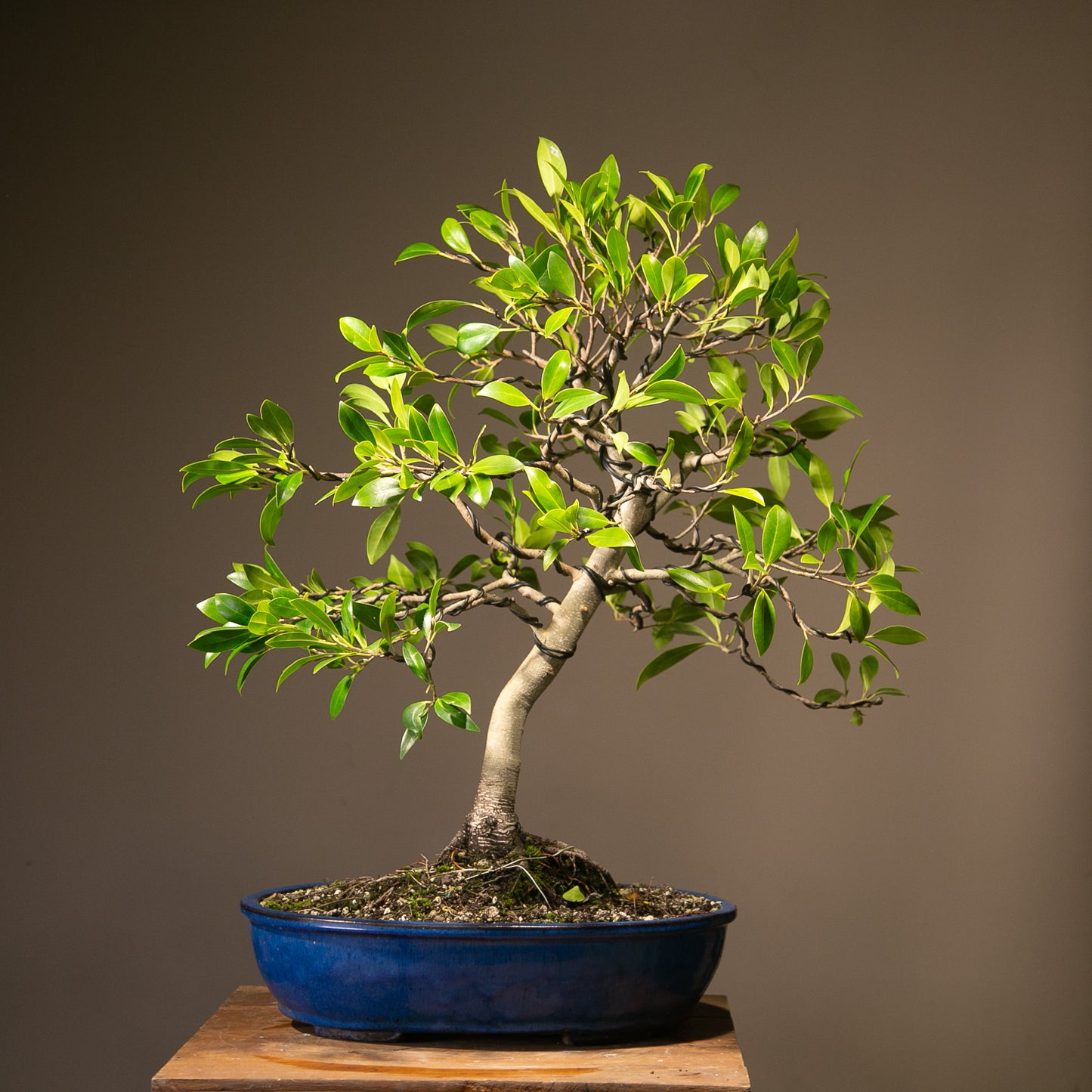 Large Ficus Bonsai (LF001)