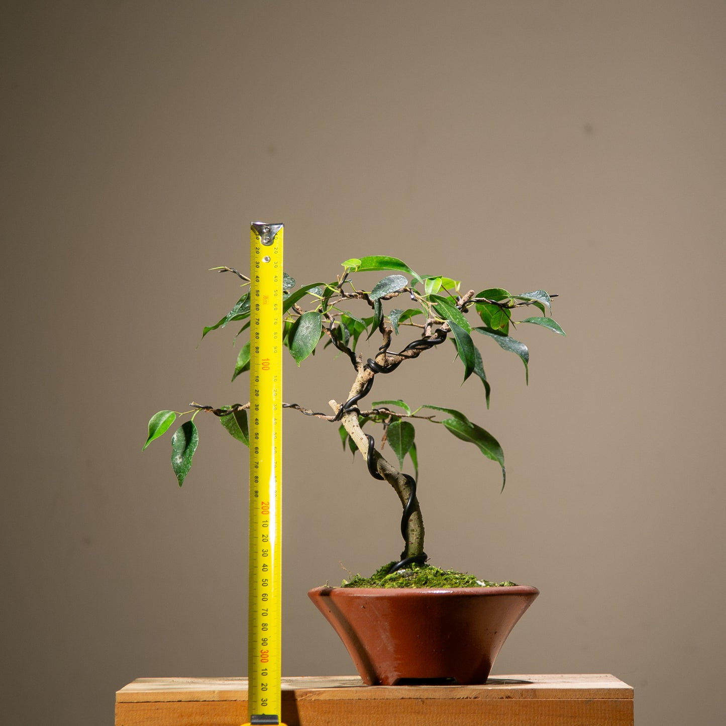 Ficus Benjamina Indoor Bonsai (FI010)