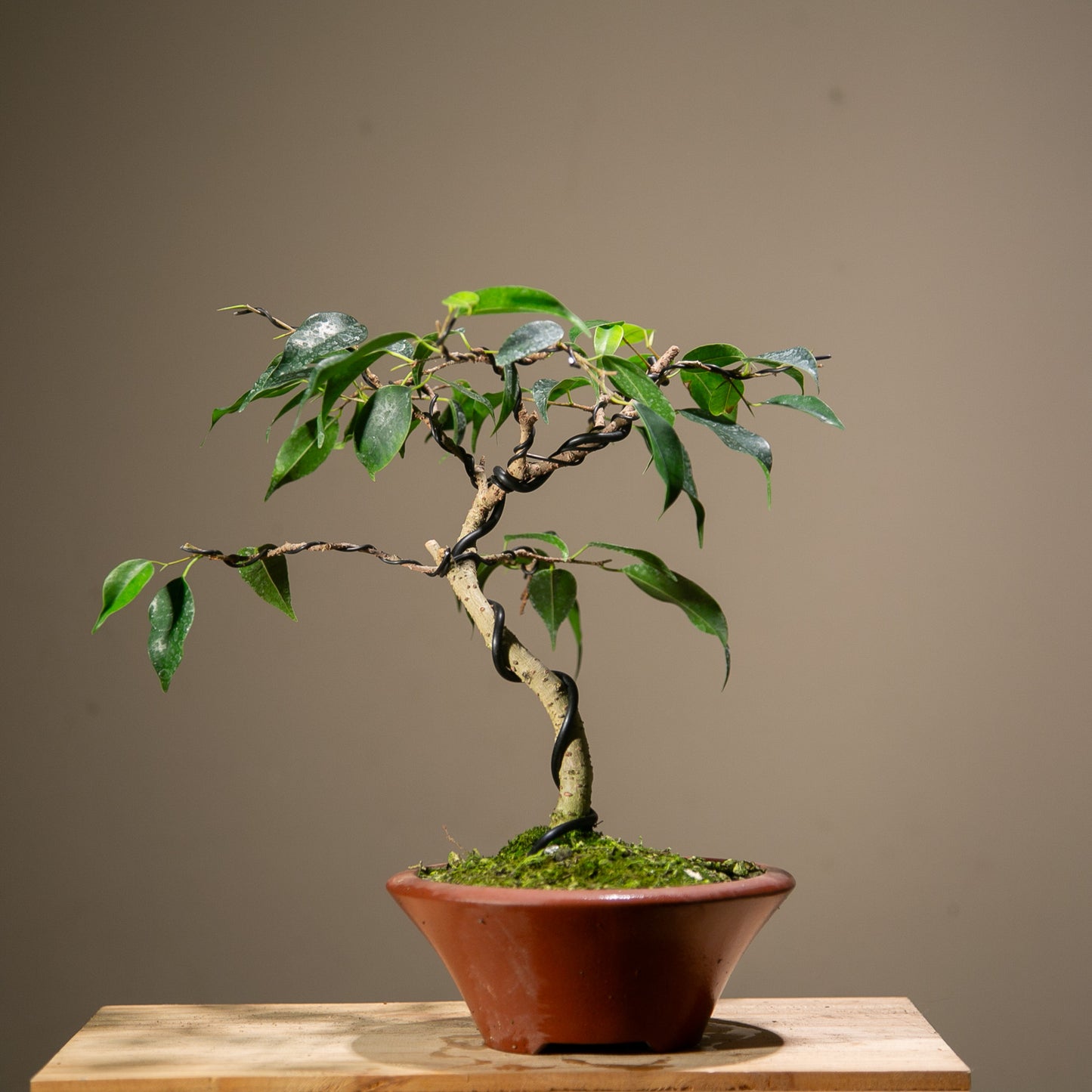 Ficus Benjamina Indoor Bonsai (FI010)