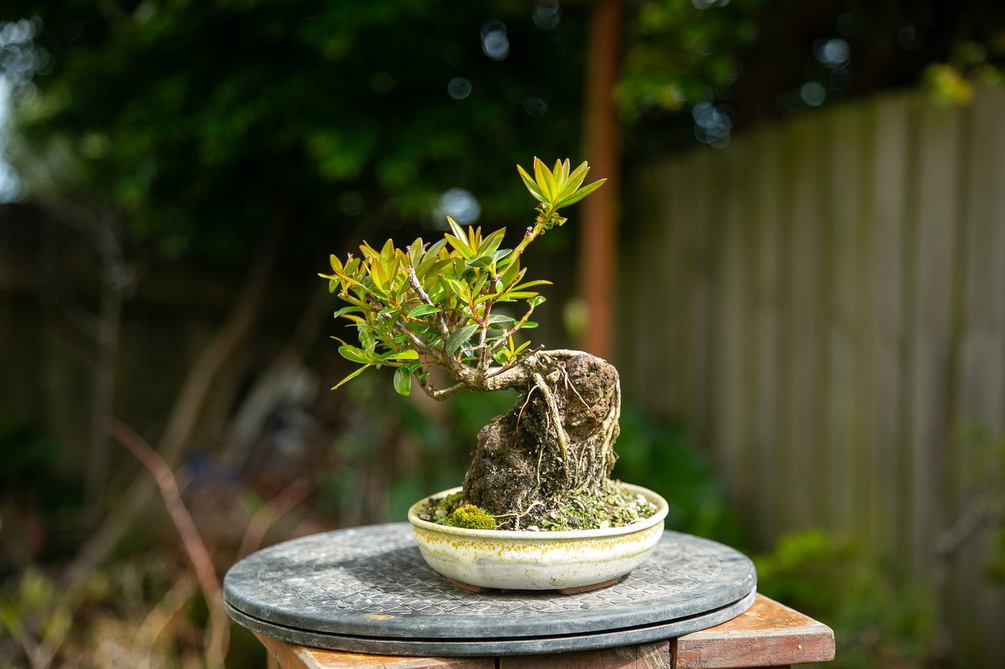 Root over rock Pōhutukawa in NZ made Ceramic (RRP005)