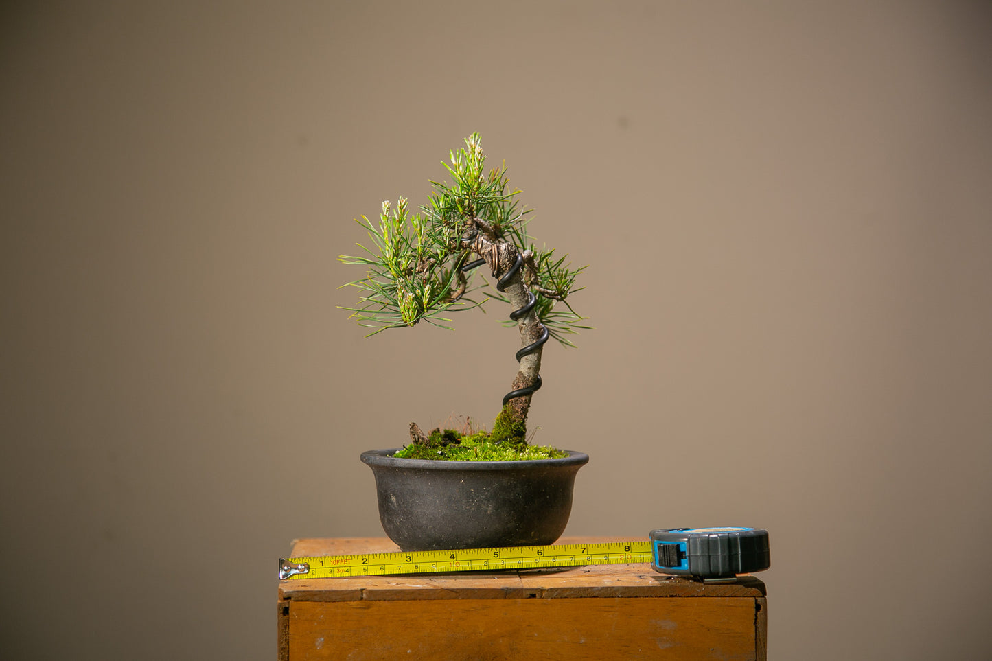 Scots Pine Bonsai (SP003)
