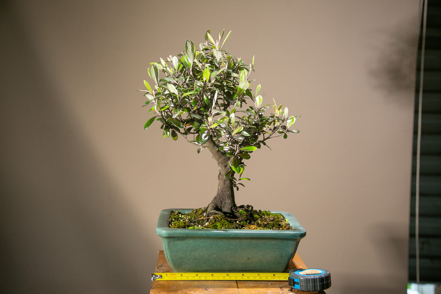 Corokia bonsai (CB003)
