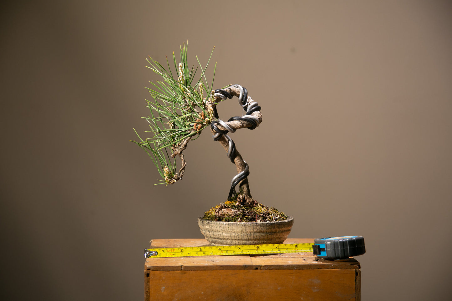 Japanese Black Pine Bonsai (JBP013)