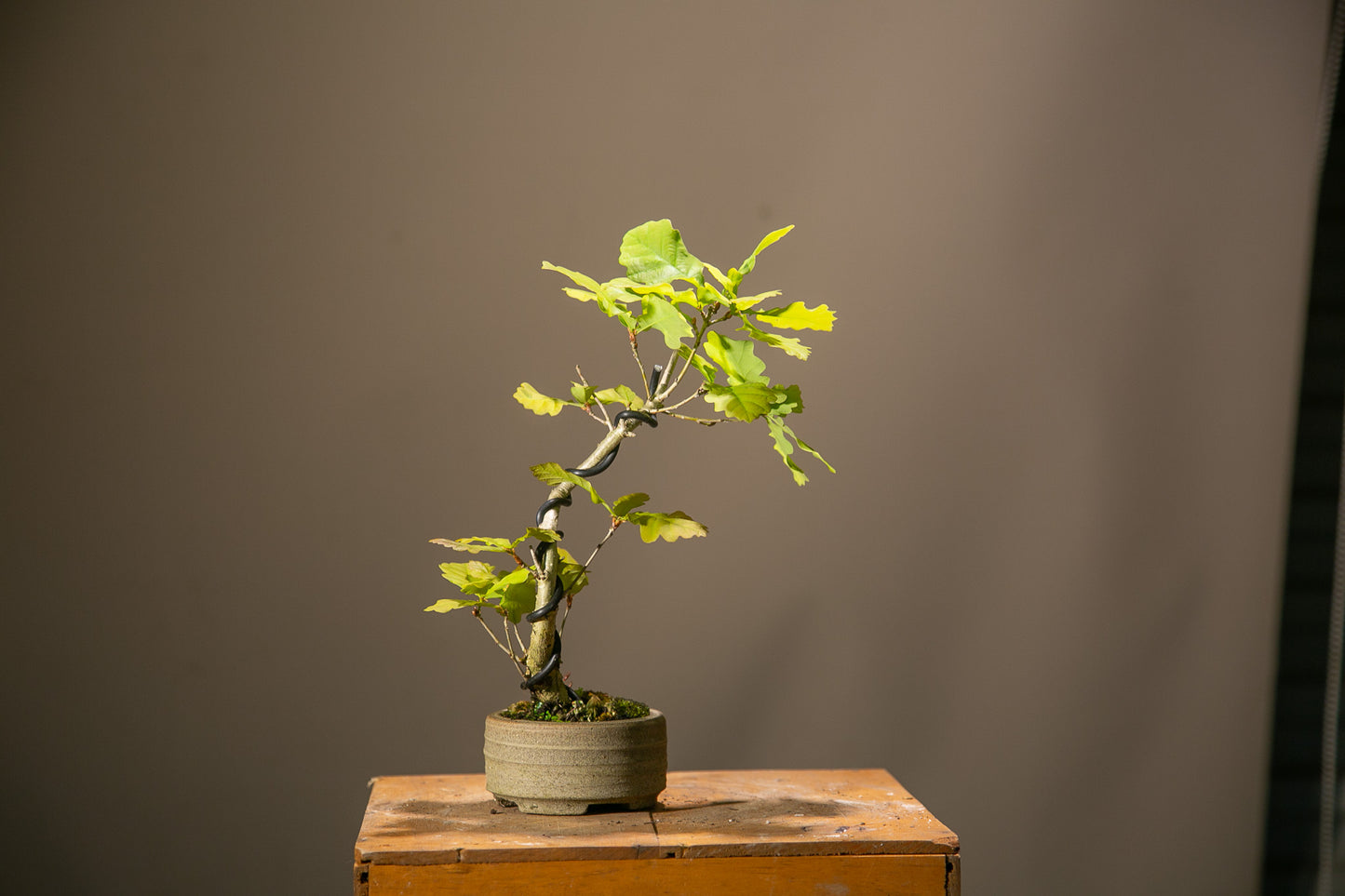 Small Oak in NZ made Ceramic (SO005)