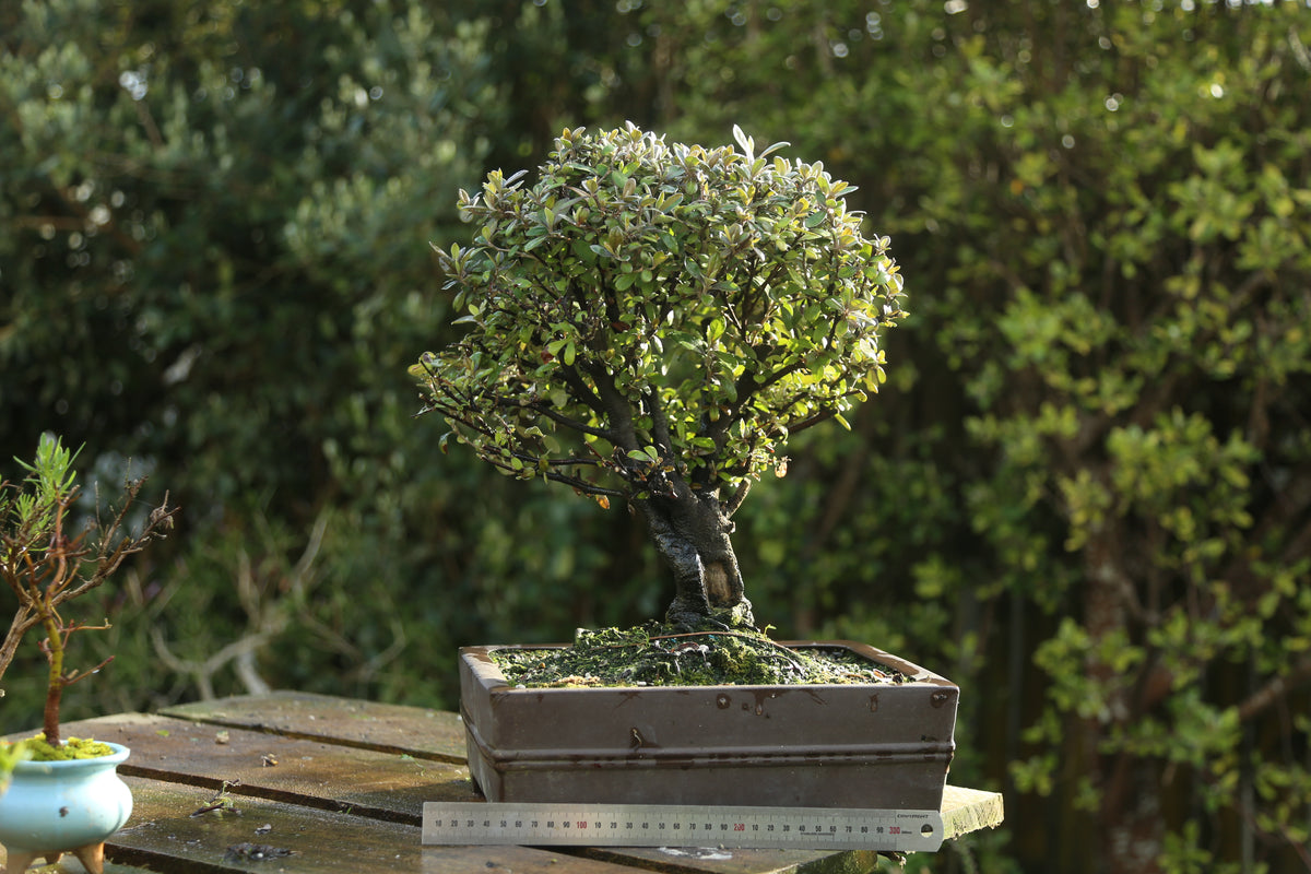 Corokia Bonsai (09262)