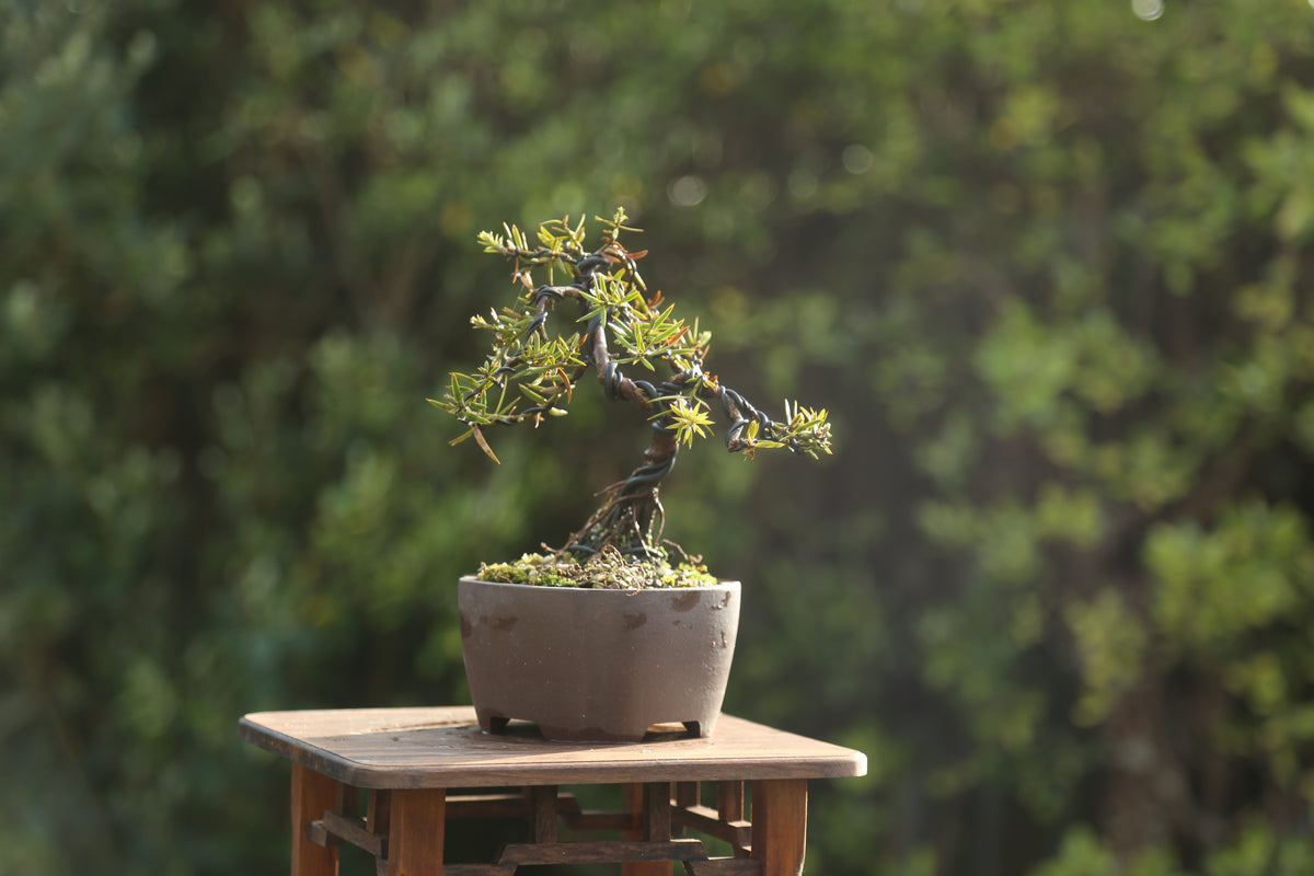 Small Tōtara Bonsai (09266)