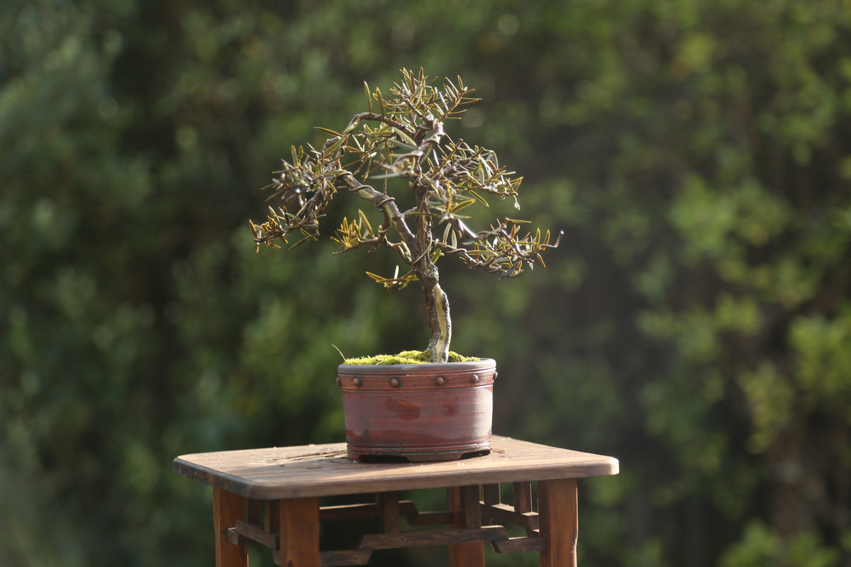 Tōtara Bonsai (09264)