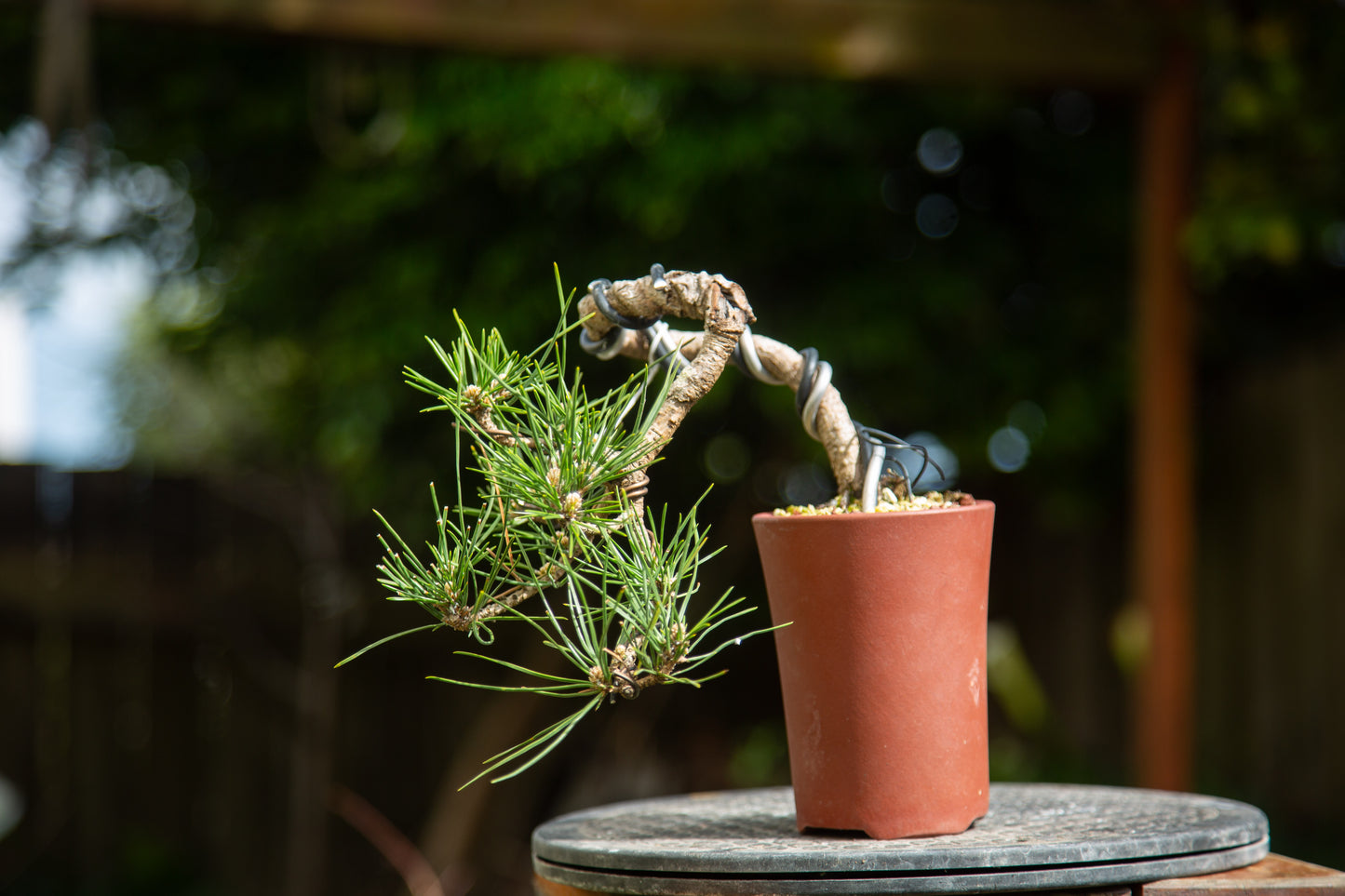 Japanese Black Pine Bonsai (JBP012)