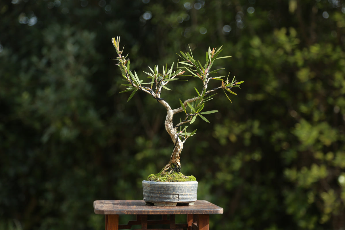 Bottlebrush Bonsai in NZ Ceramic (BB004)