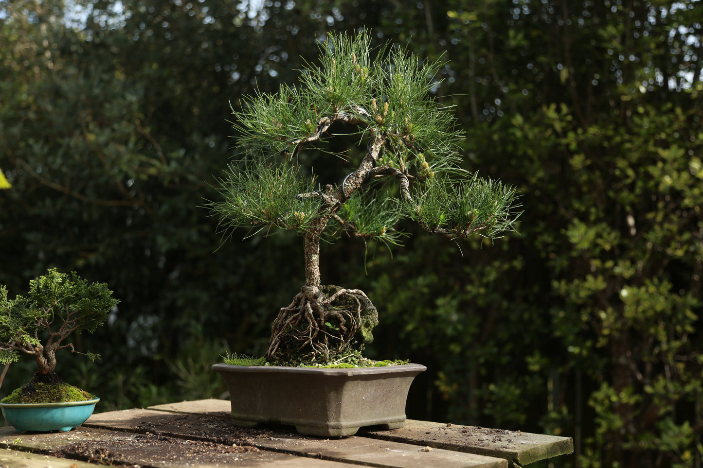 Yamadori Root over Rock Pine (LP007)