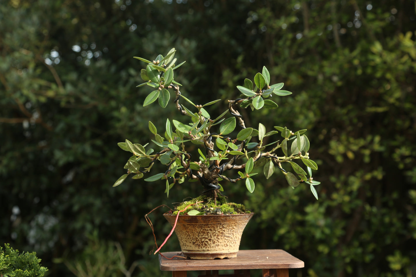 Native Pōhutukawa in NZ made Ceramic