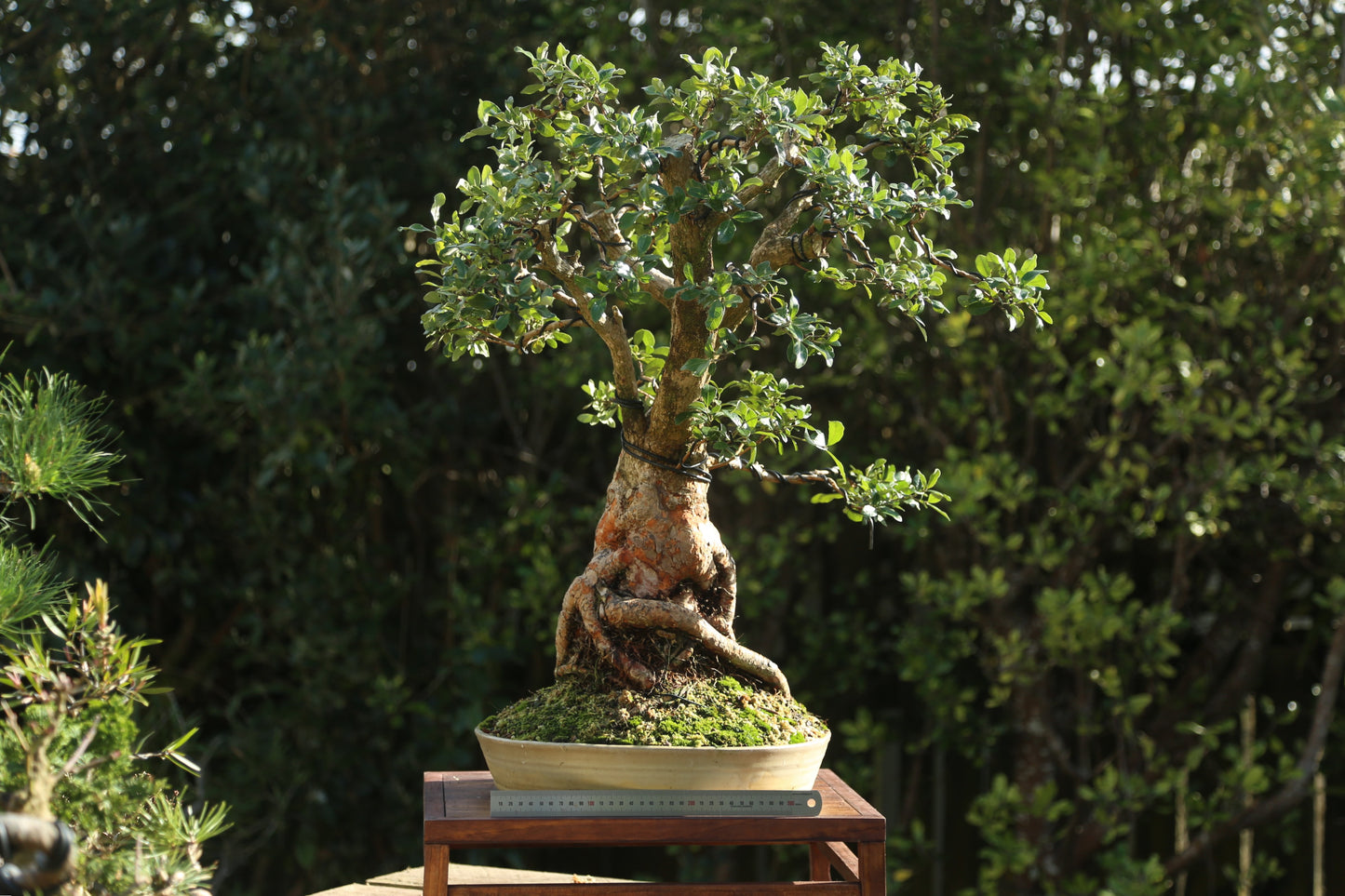 Large Small-leaf Feijoa Bonsai