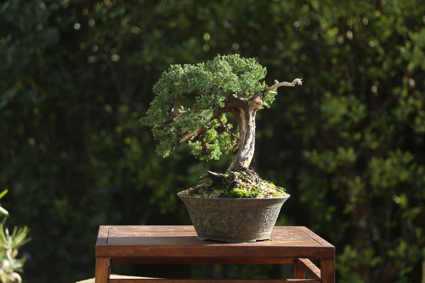 Old Juniper bonsai (LJ003)
