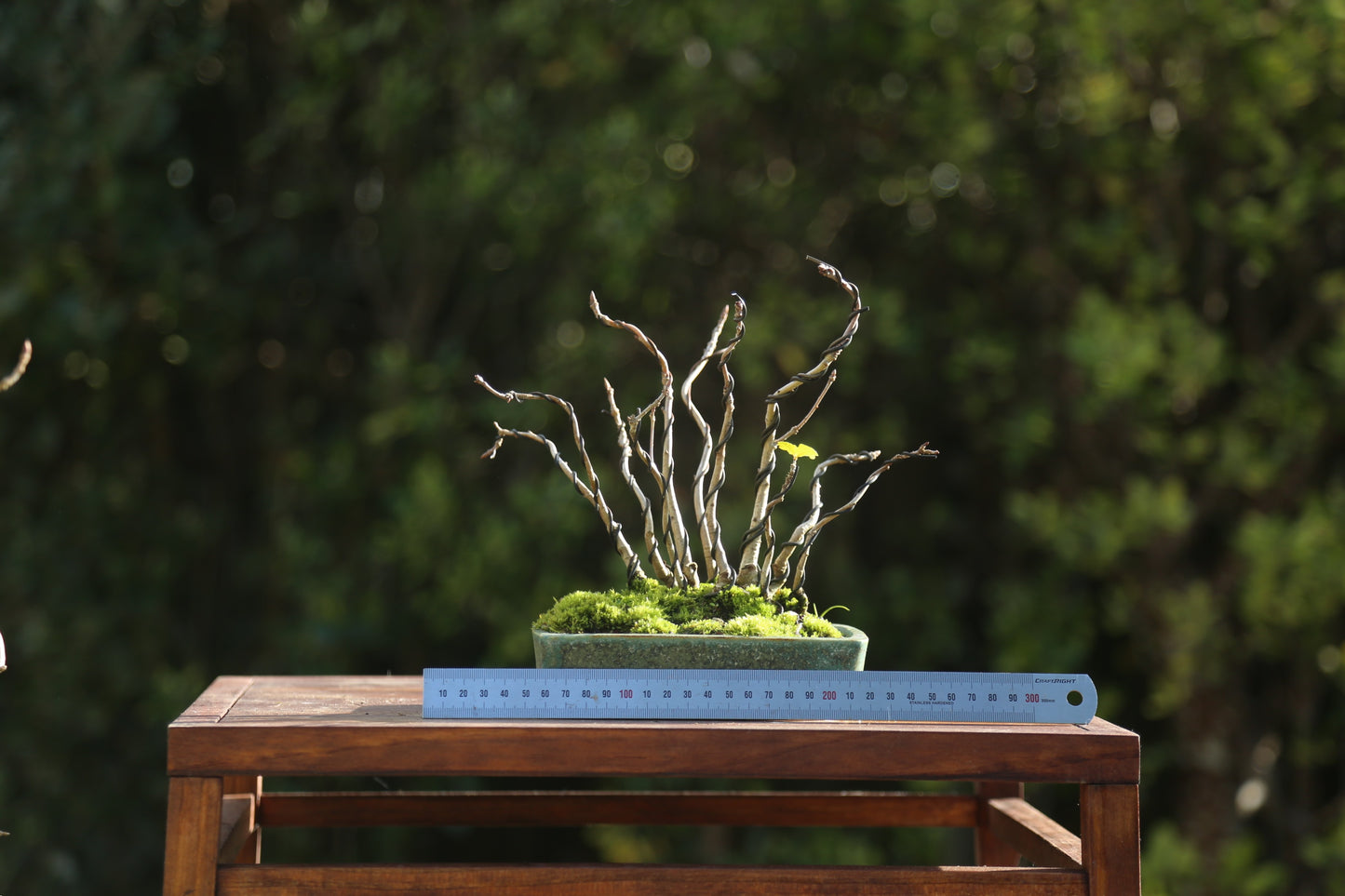 Oak forest/clump