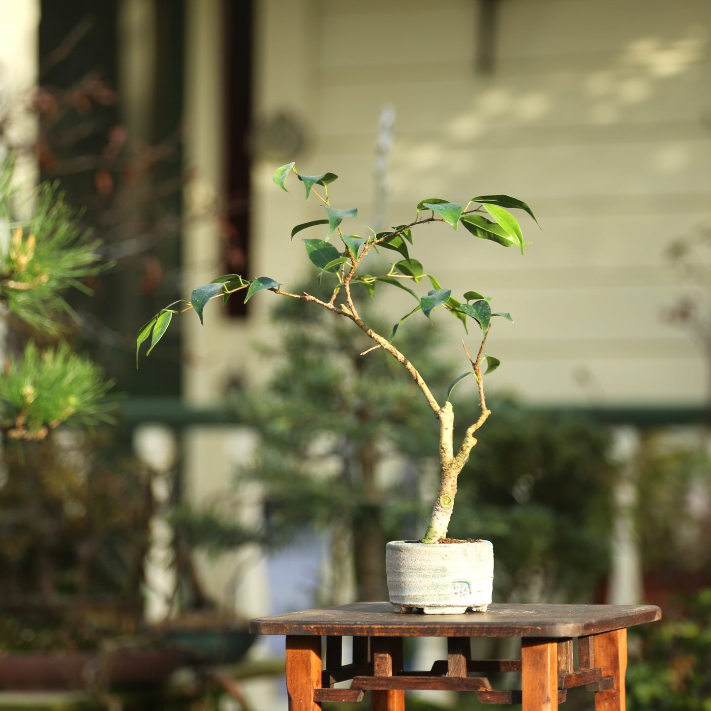 Small Ficus in NZ made ceramic (LF008)