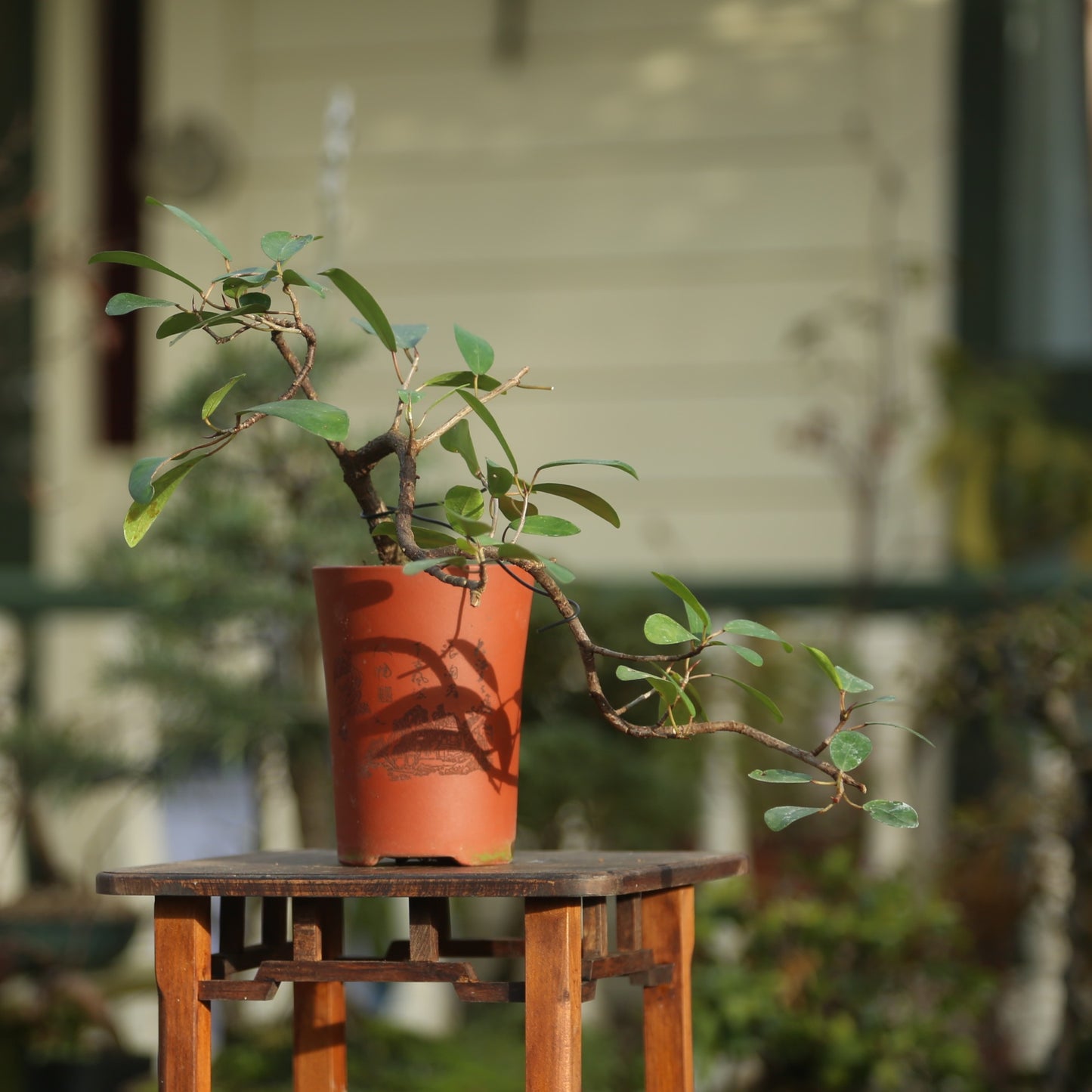 Cascading Ficus indoor bonsai (F009)