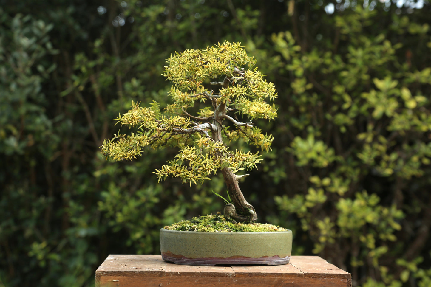 Golden Tōtara Bonsai