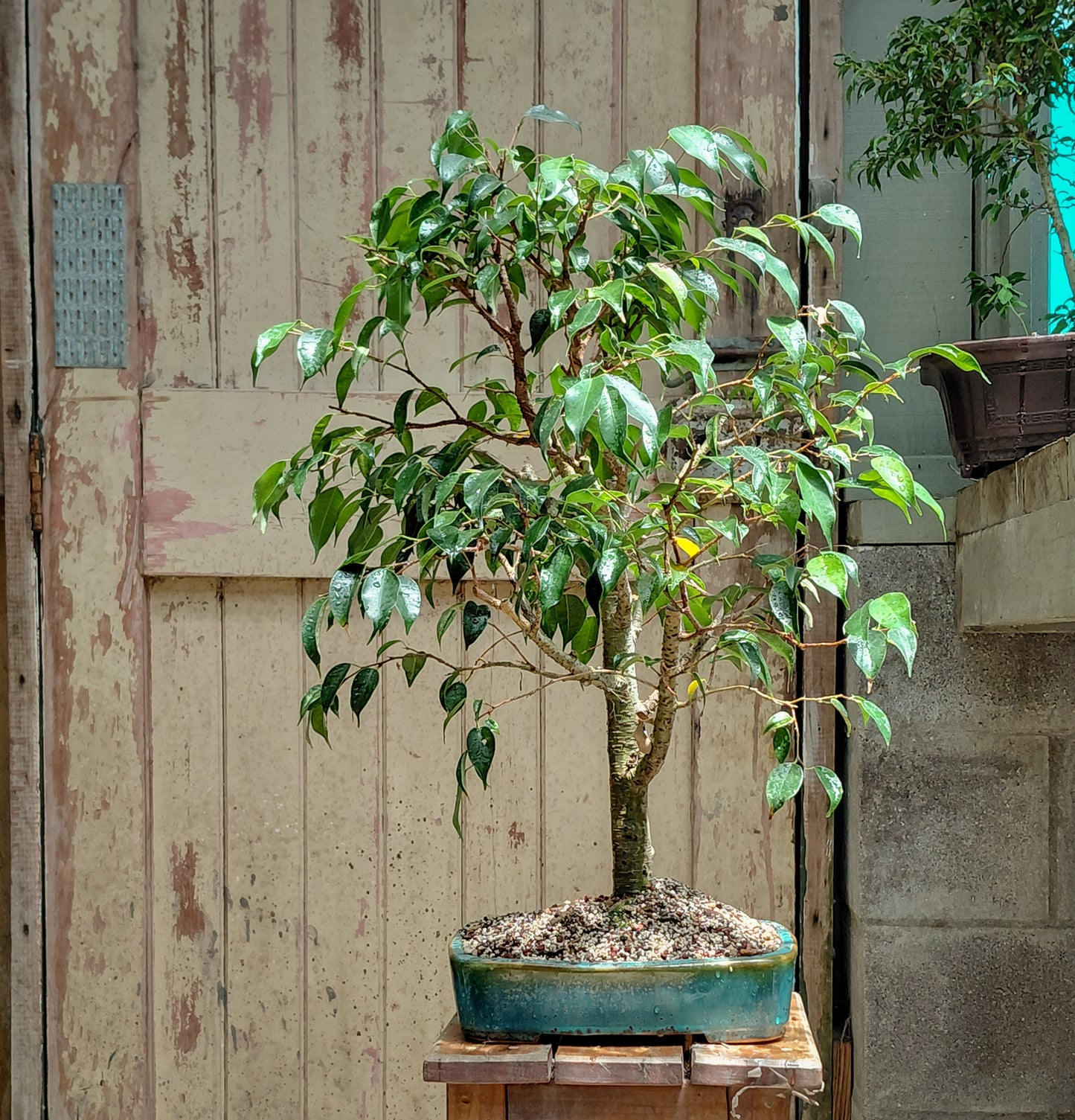 Large Ficus in NZ made ceramic (LF008)
