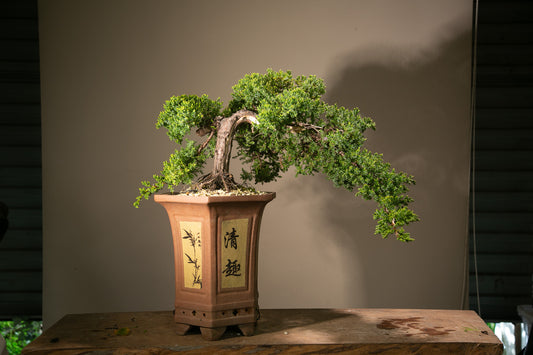 Old Juniper bonsai (LJ003)