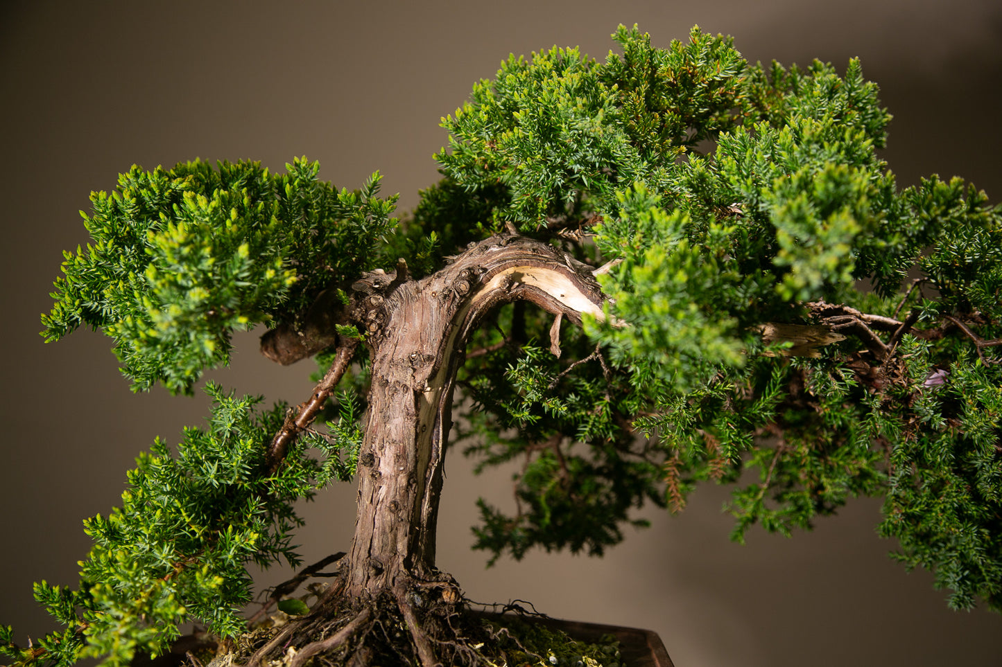 Old Juniper bonsai (LJ003)