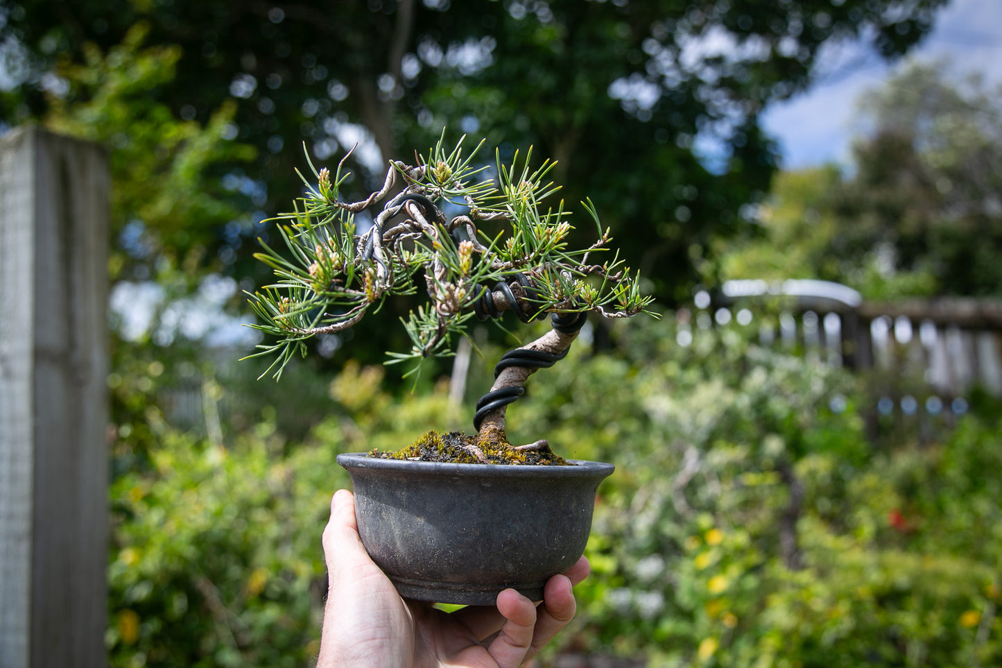 Scots Pine Bonsai (SP004)