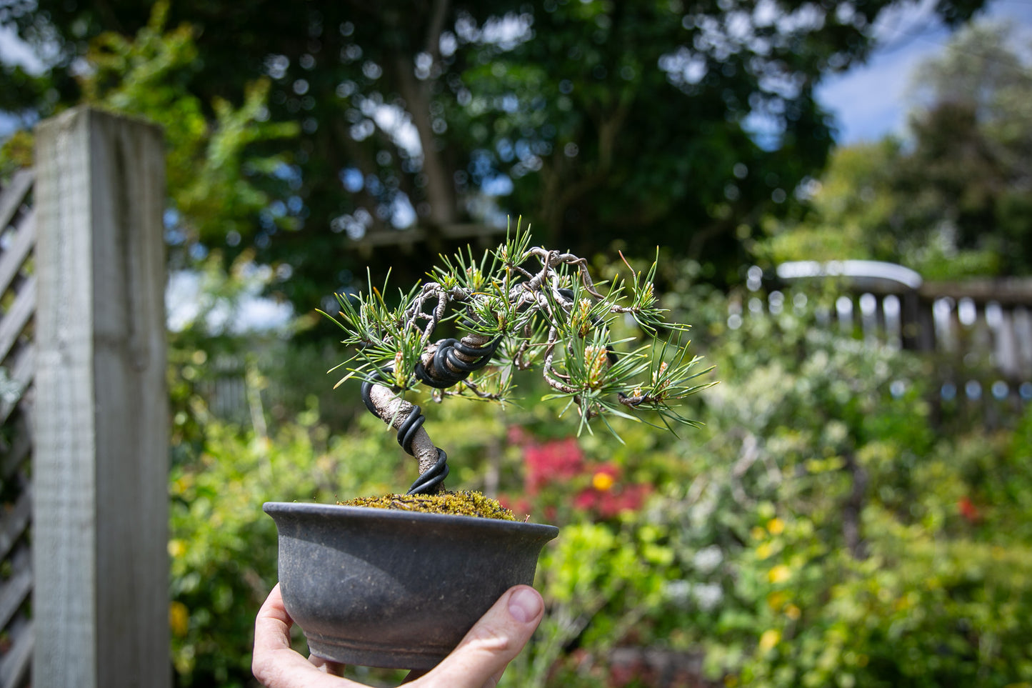 Scots Pine Bonsai (SP004)