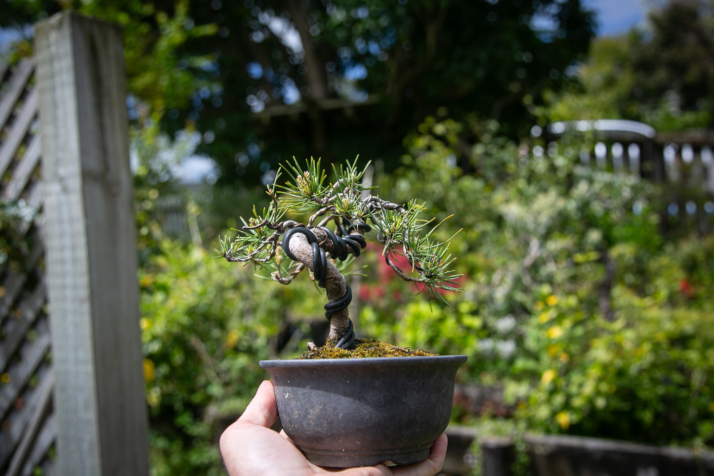 Scots Pine Bonsai (SP004)