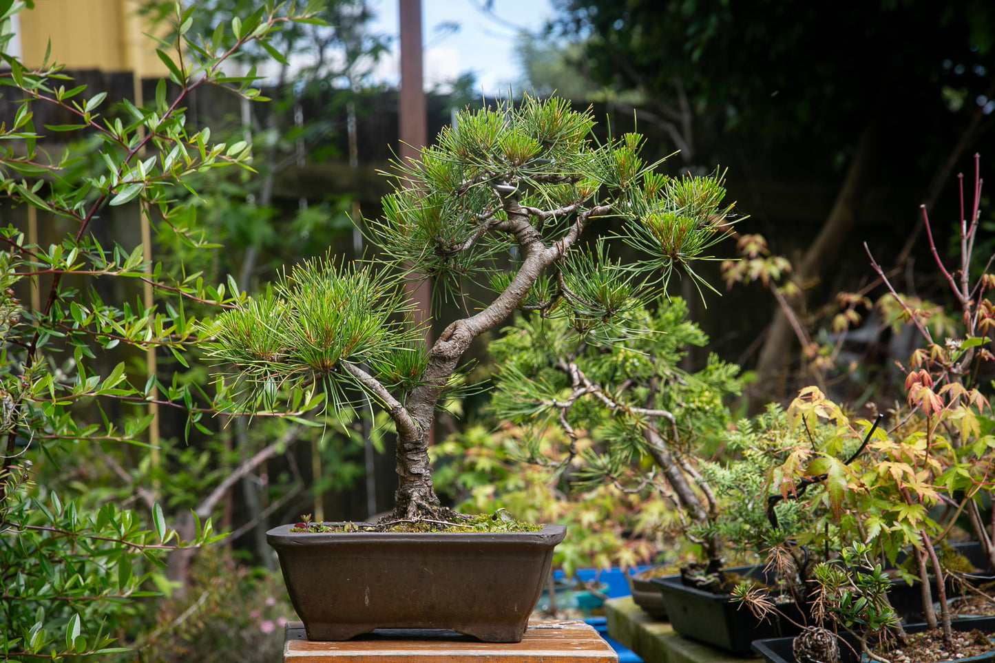 Japanese Red Pine (JRP003)