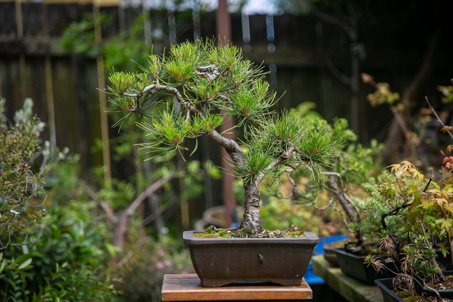 Japanese Red Pine (JRP003)