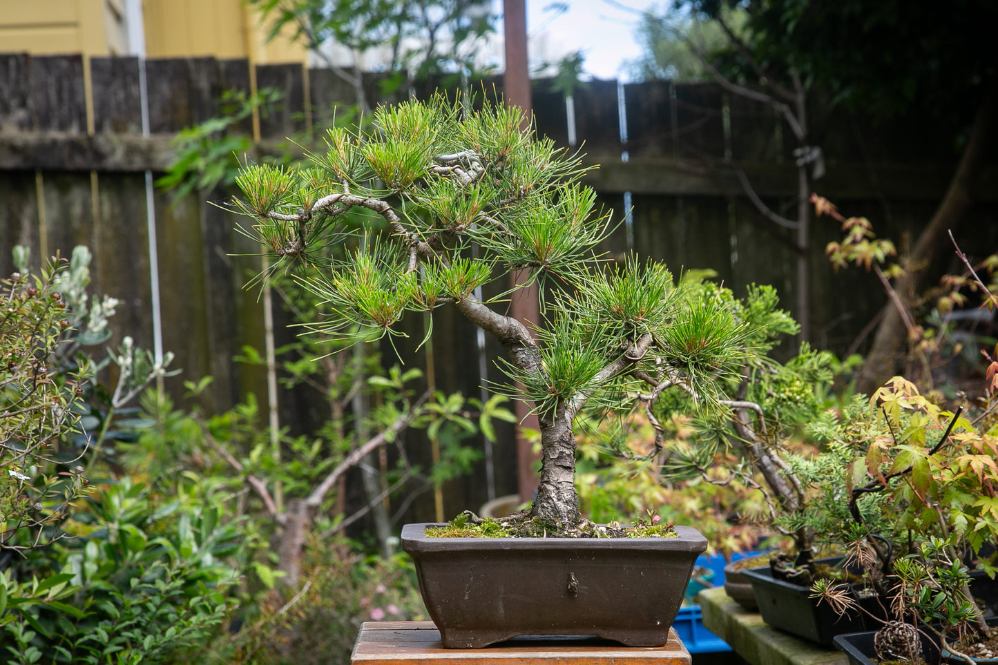 Japanese Red Pine (JRP003)