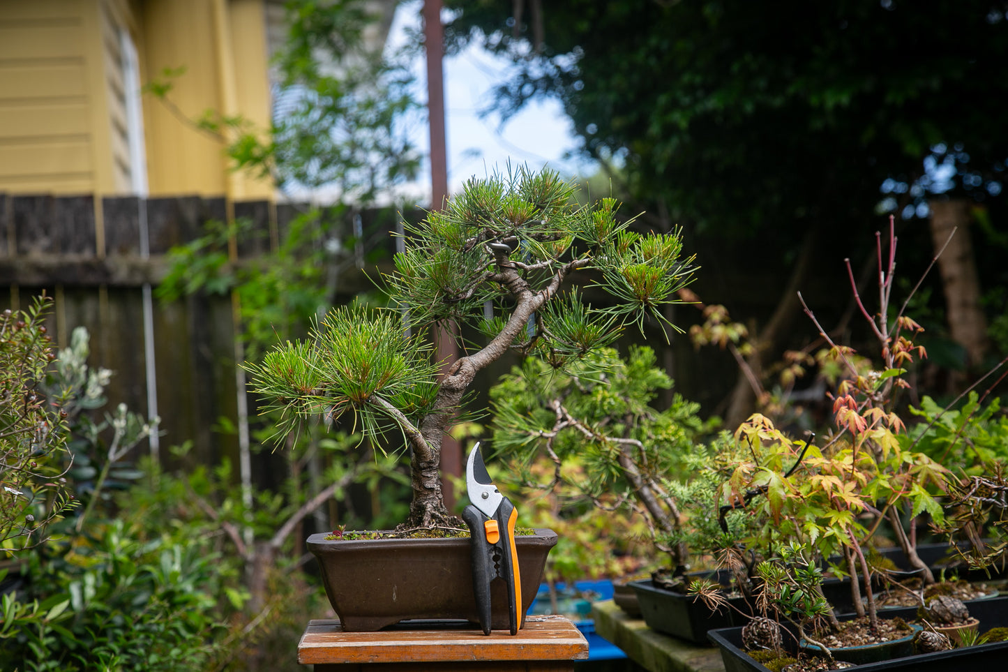 Japanese Red Pine (JRP003)