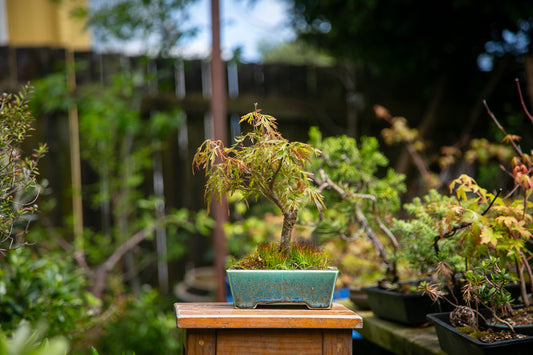 Medium Maple Bonsai (MMB002)