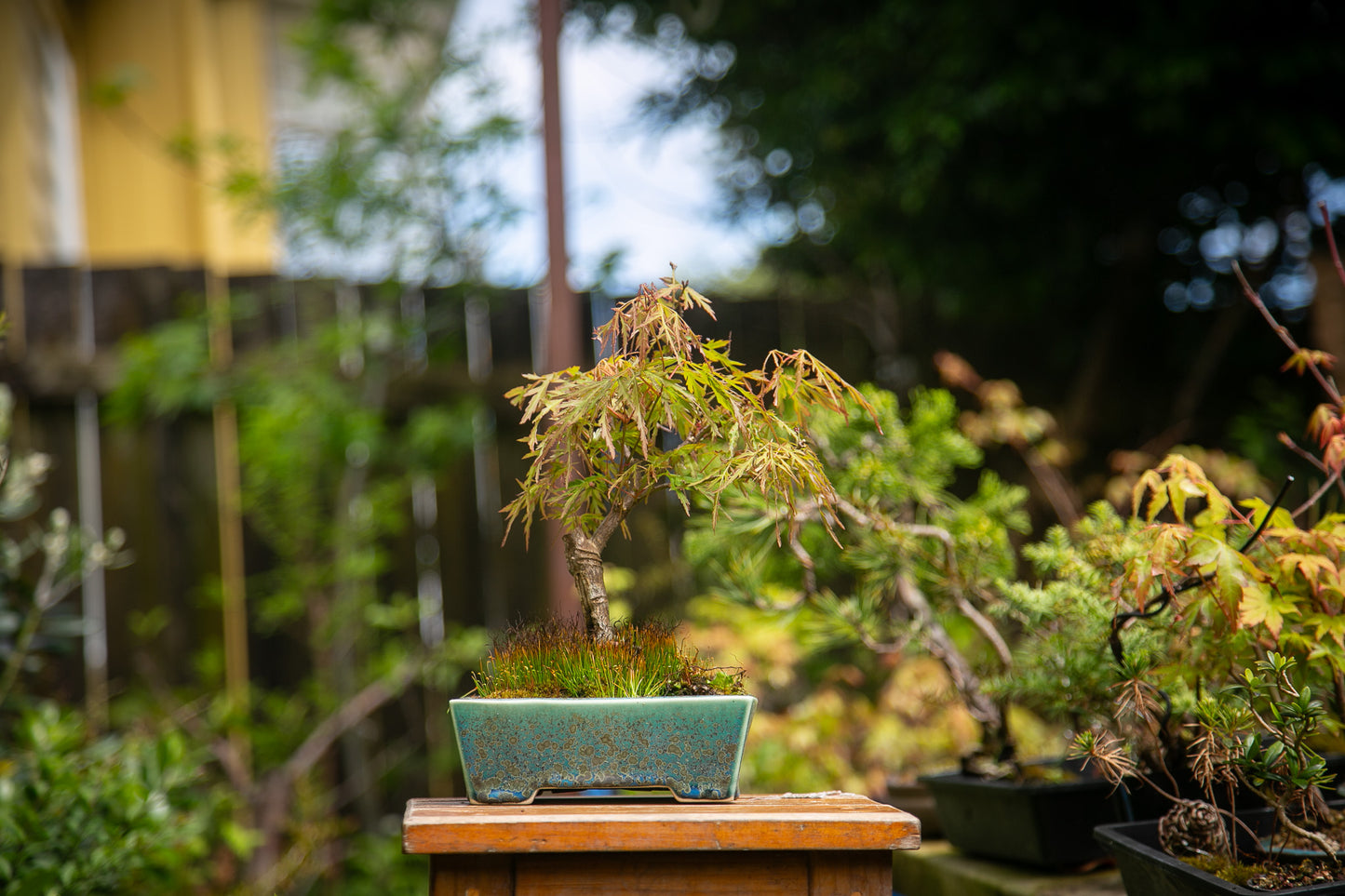 Medium Maple Bonsai (MMB002)