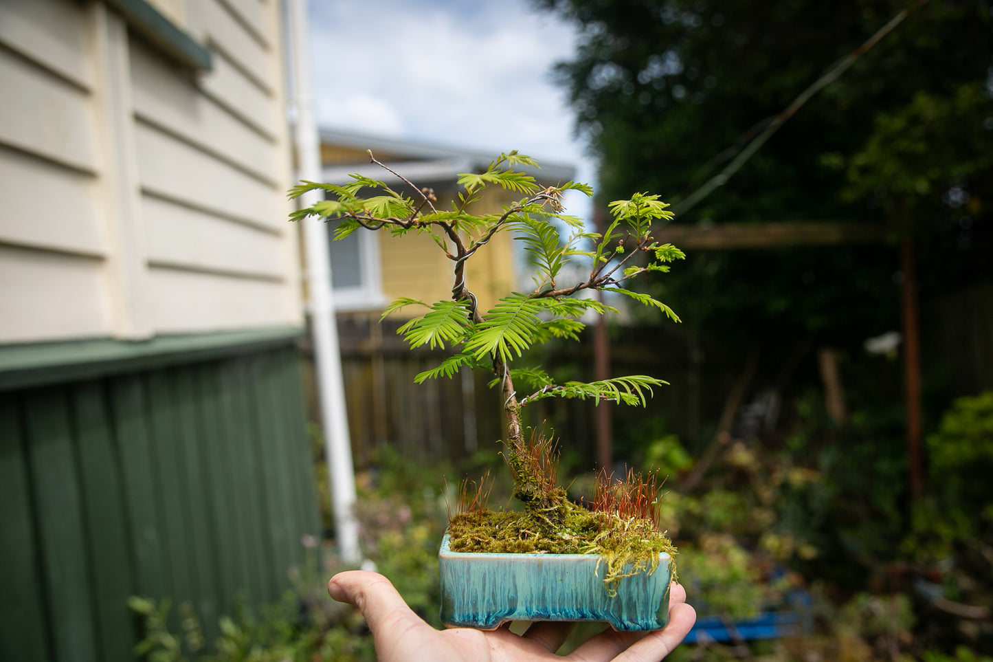 Hand holding a small potted bonsai tree with a blurred garden background