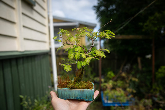 Tiny Dawn Redwood (MDRW001)
