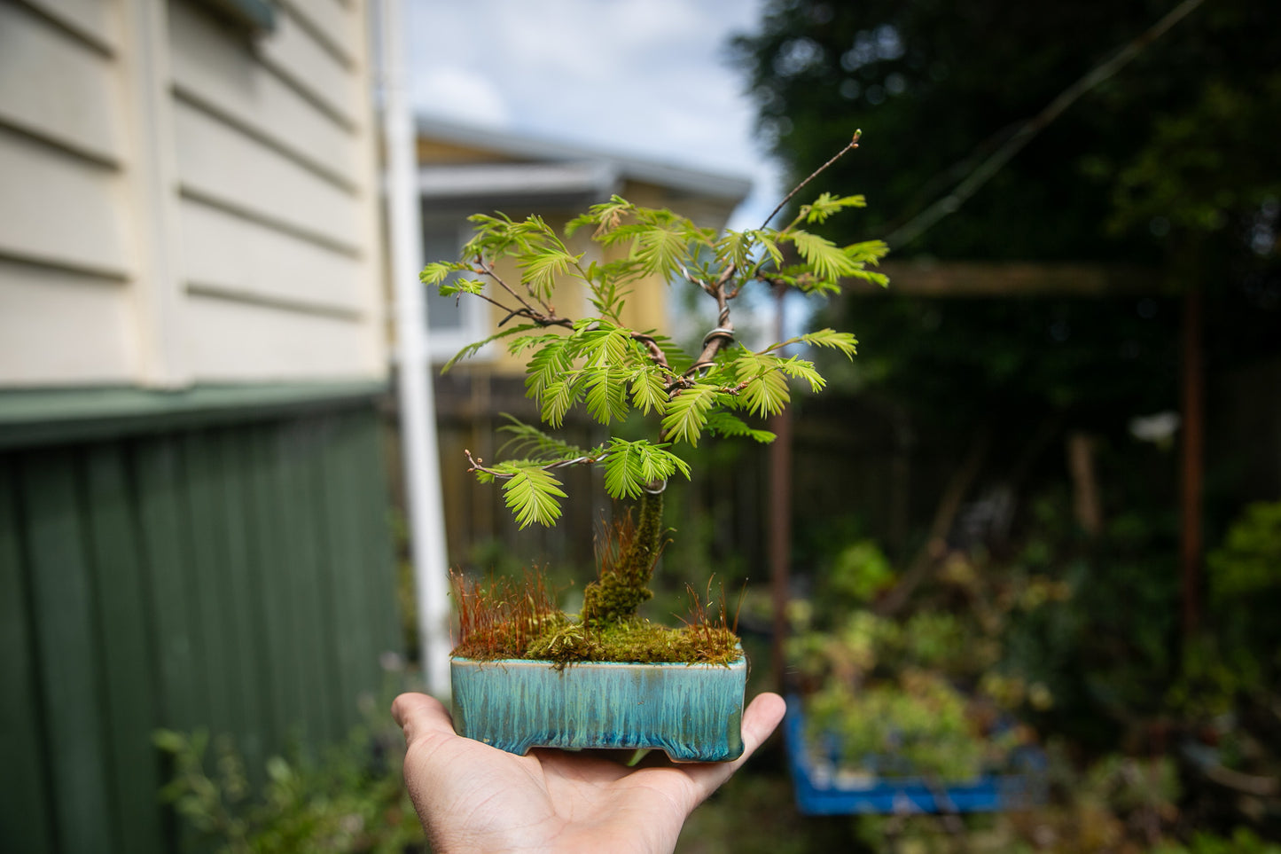 Small potted plant held in front of a blurred outdoor background