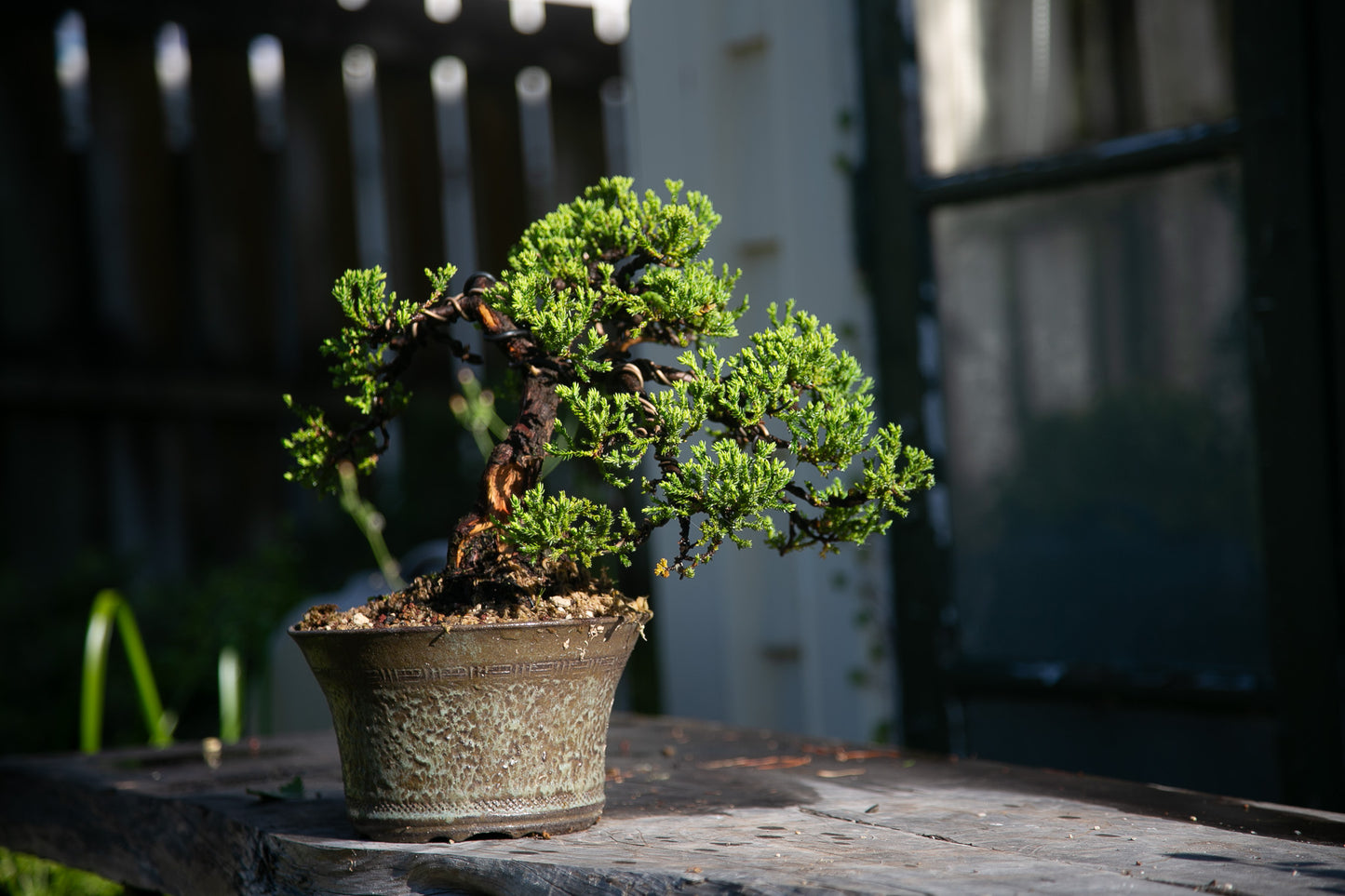 Old Juniper bonsai (LJ002)
