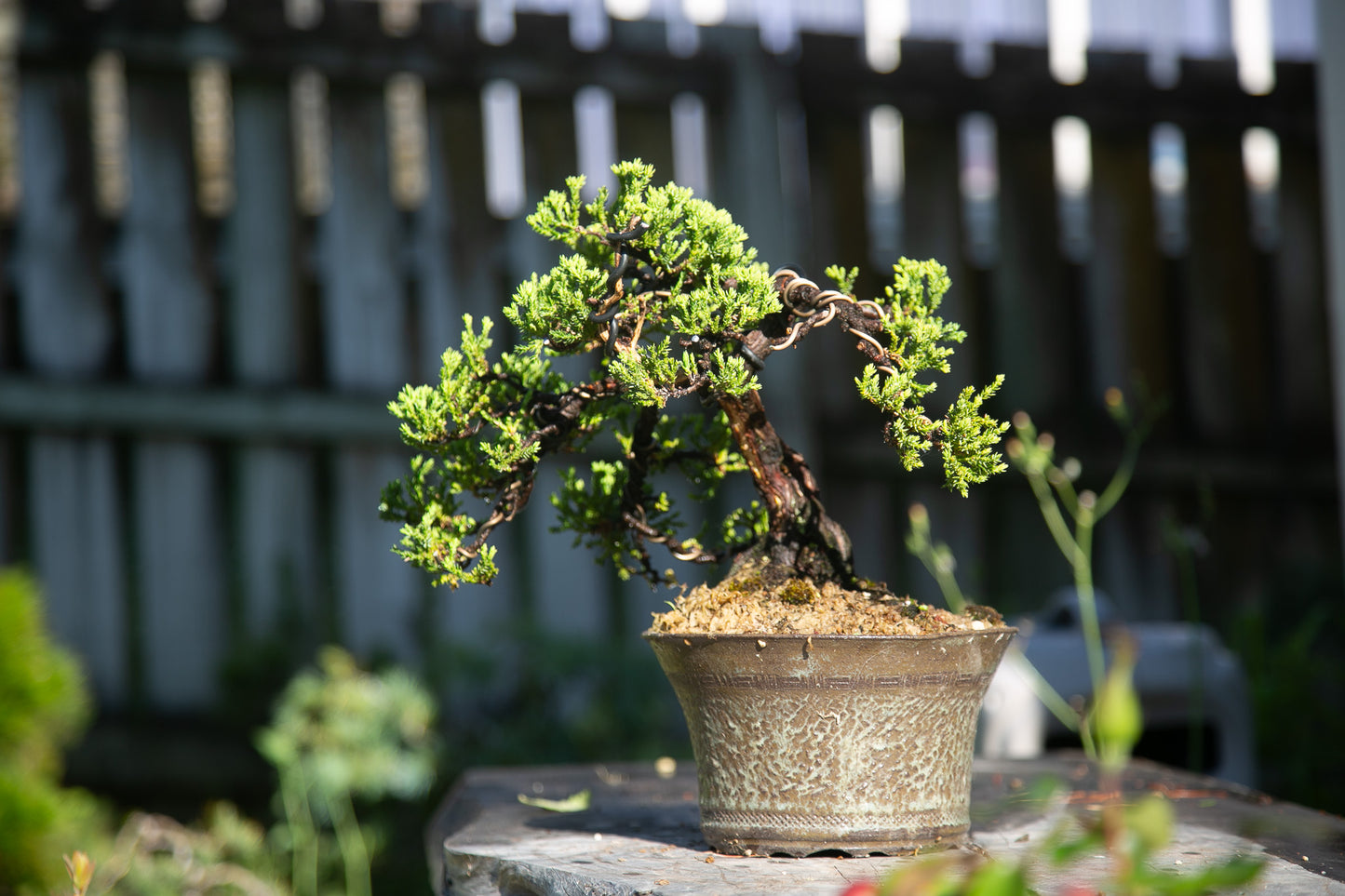 Old Juniper bonsai (LJ002)
