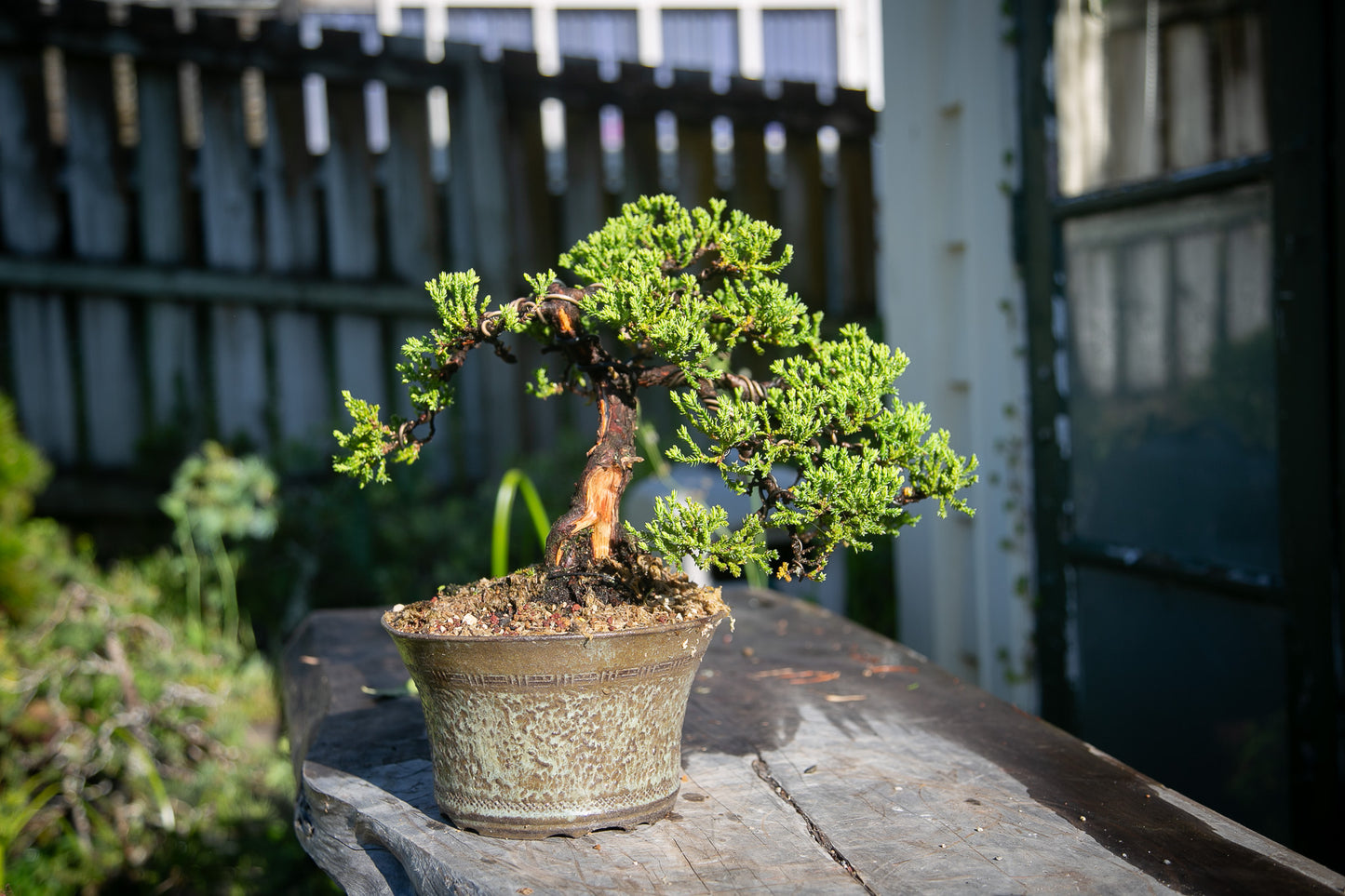 Old Juniper bonsai (LJ002)